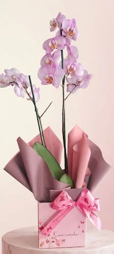 PHALAENOPSIS PT11 NA CAIXA